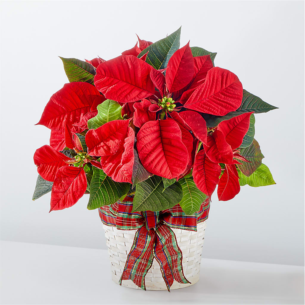 Happiest Holidays Poinsettia – Velvet Leaf And Stem, Las Vegas NV