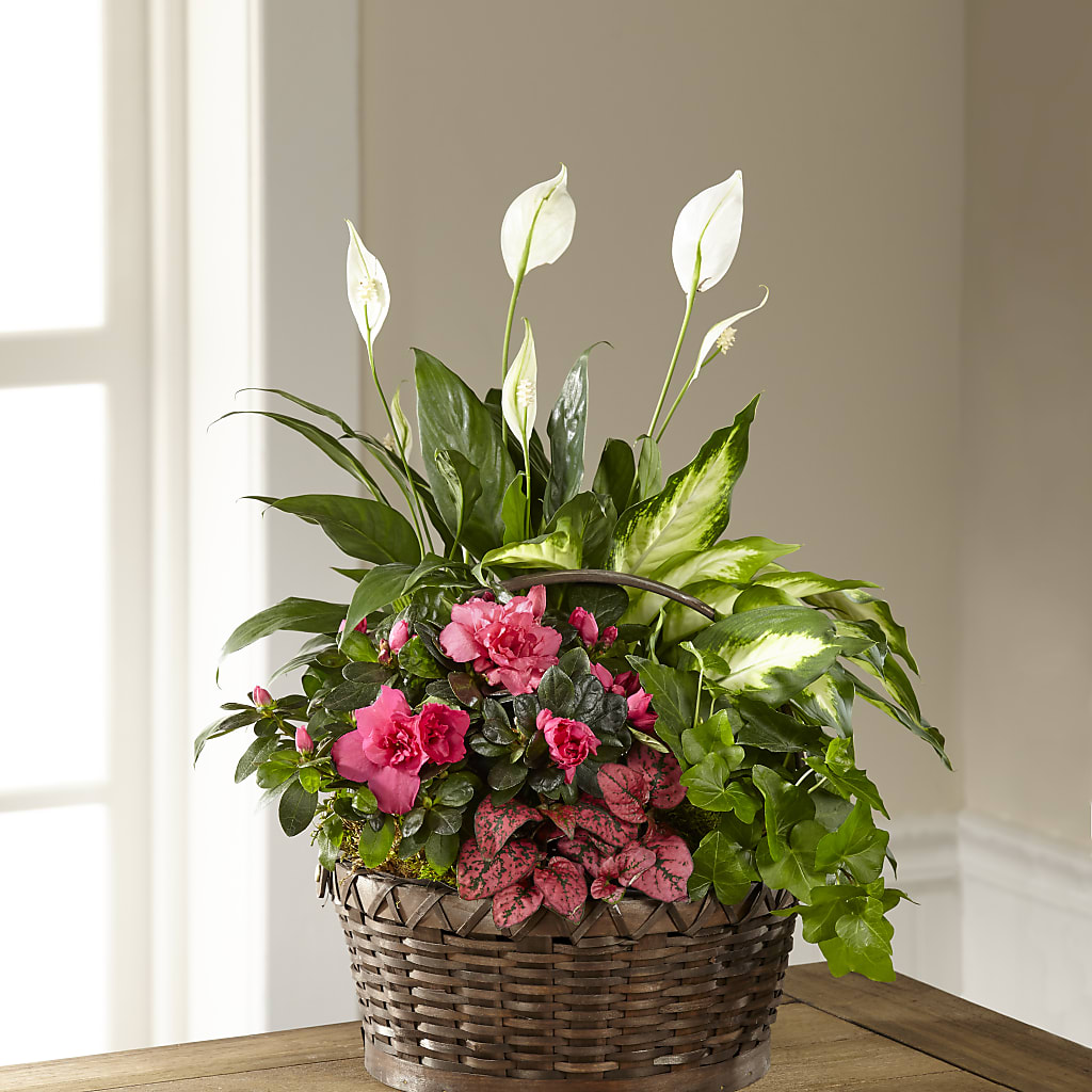 Dream in Pink Dishgarden – Velvet Leaf And Stem, Las Vegas NV