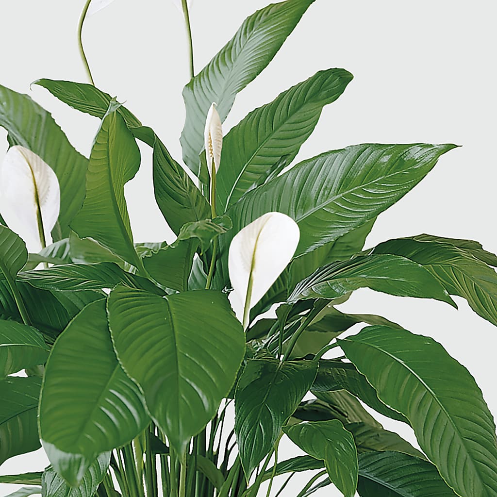 Tranquil Moments Peace Lily Plant – Velvet Leaf And Stem, Las Vegas NV
