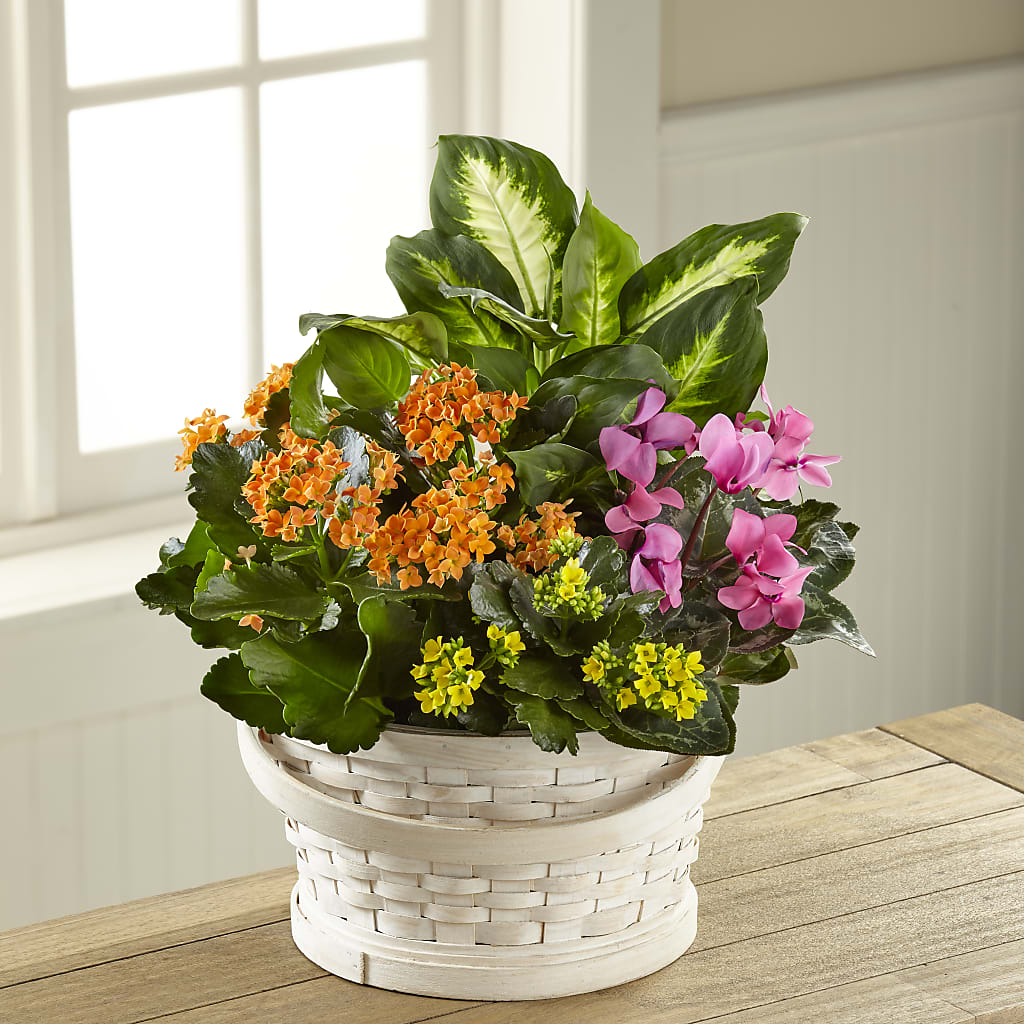 Color Crush Dishgarden – Velvet Leaf And Stem, Las Vegas NV