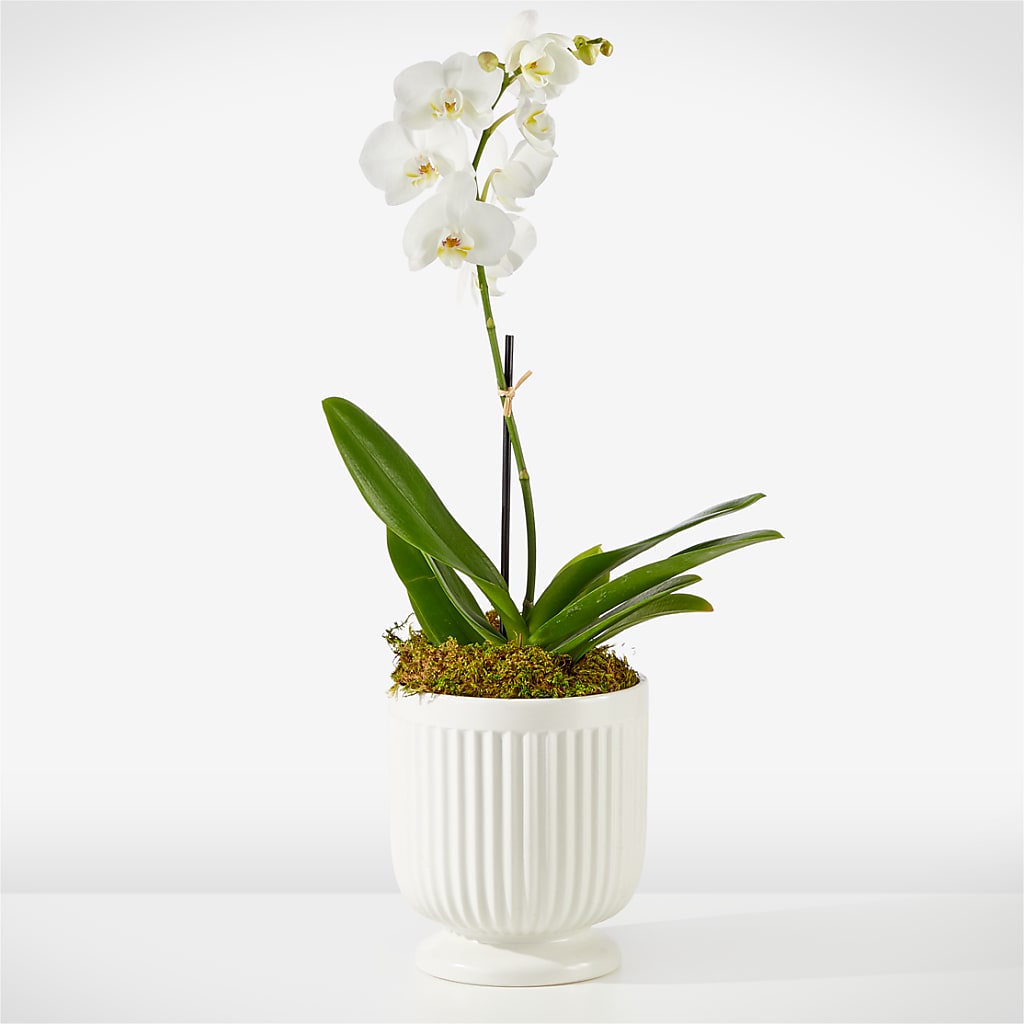 Whispering White Orchid – Velvet Leaf And Stem, Las Vegas NV