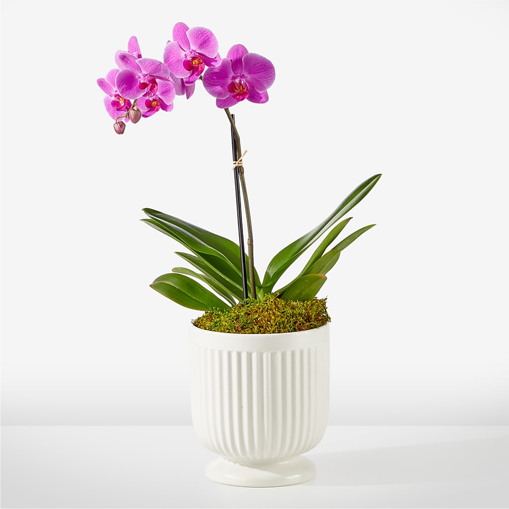 Friendly Fuchsia Orchid – Velvet Leaf And Stem, Las Vegas NV