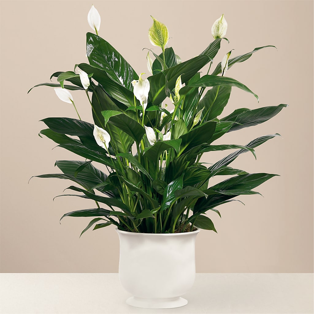Comfort Planter – Velvet Leaf And Stem, Las Vegas NV