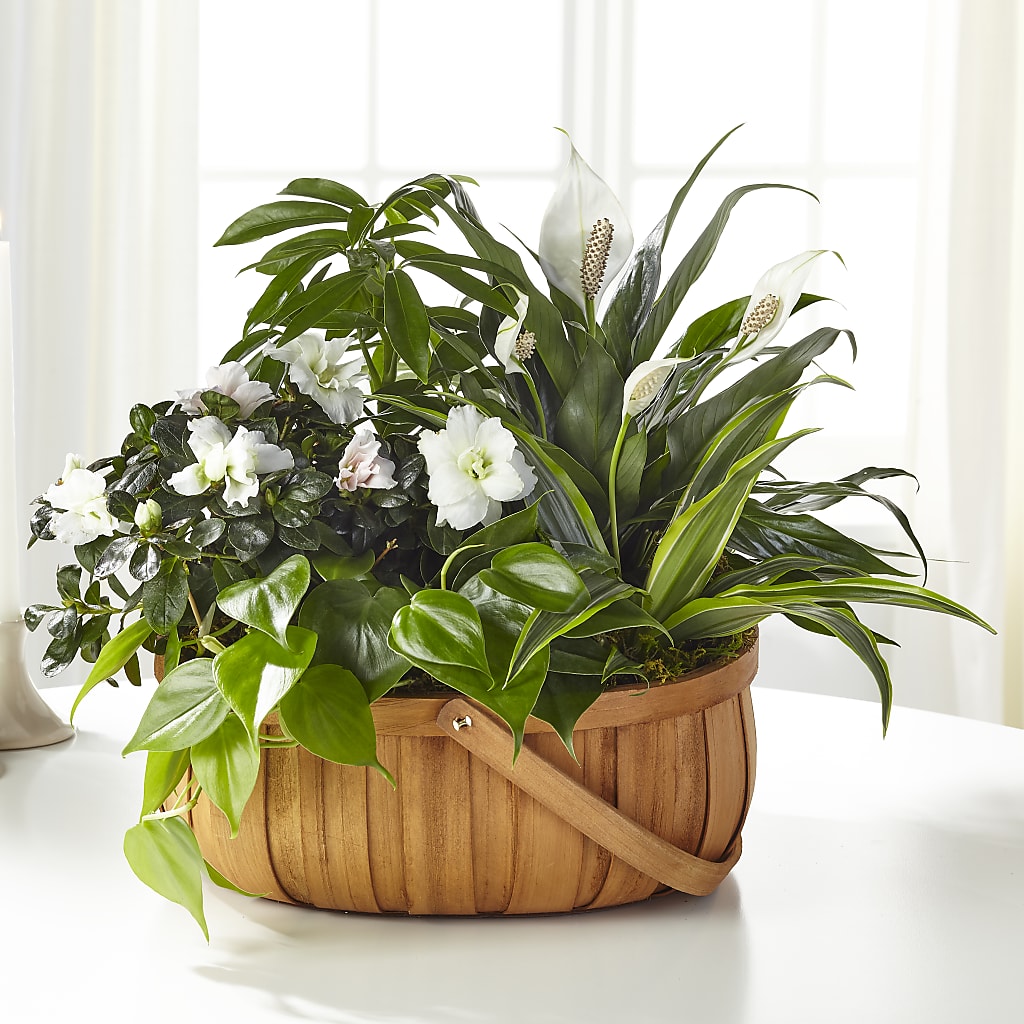 Serene Dishgarden – Velvet Leaf And Stem, Las Vegas NV