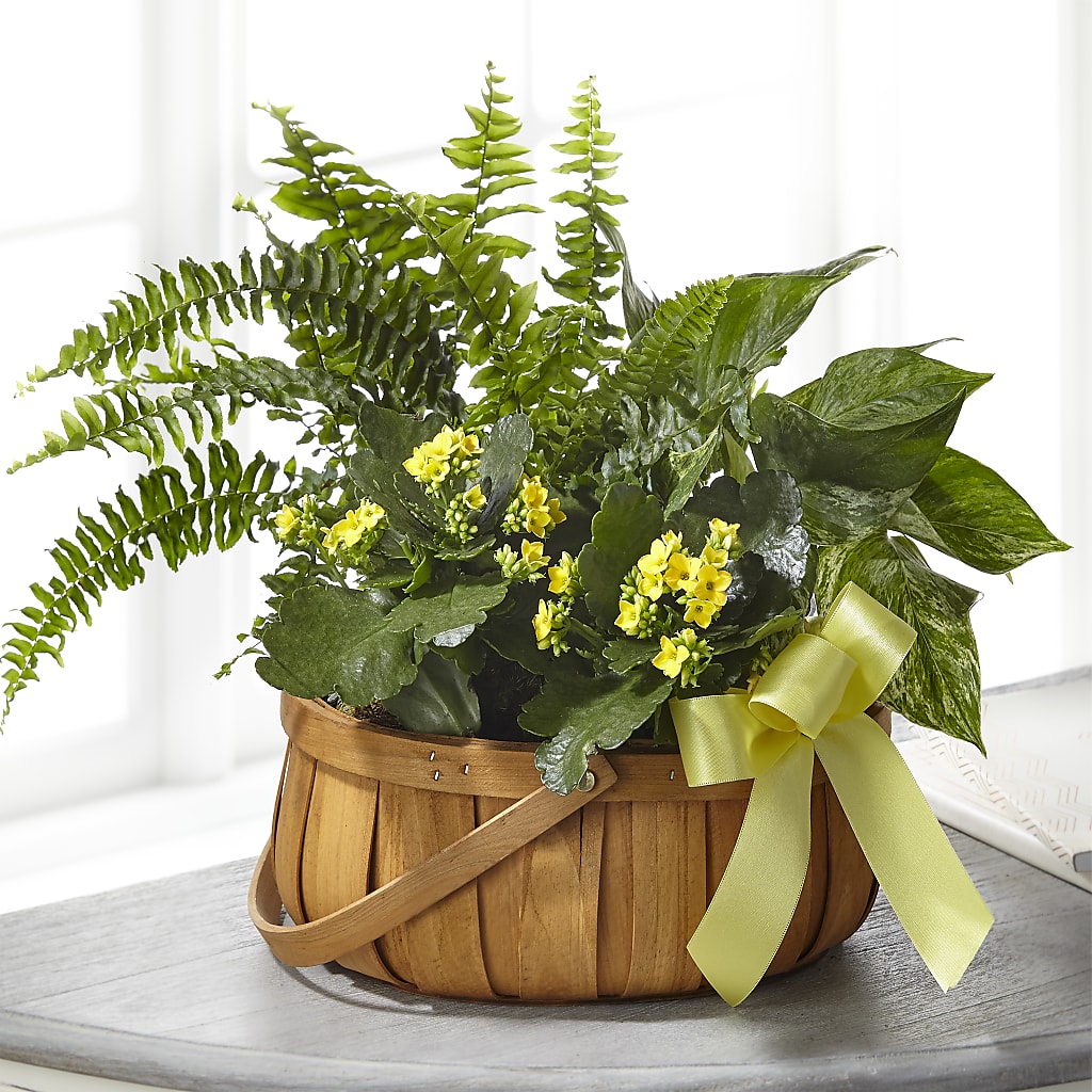 Always Dear Dishgarden – Velvet Leaf And Stem, Las Vegas NV