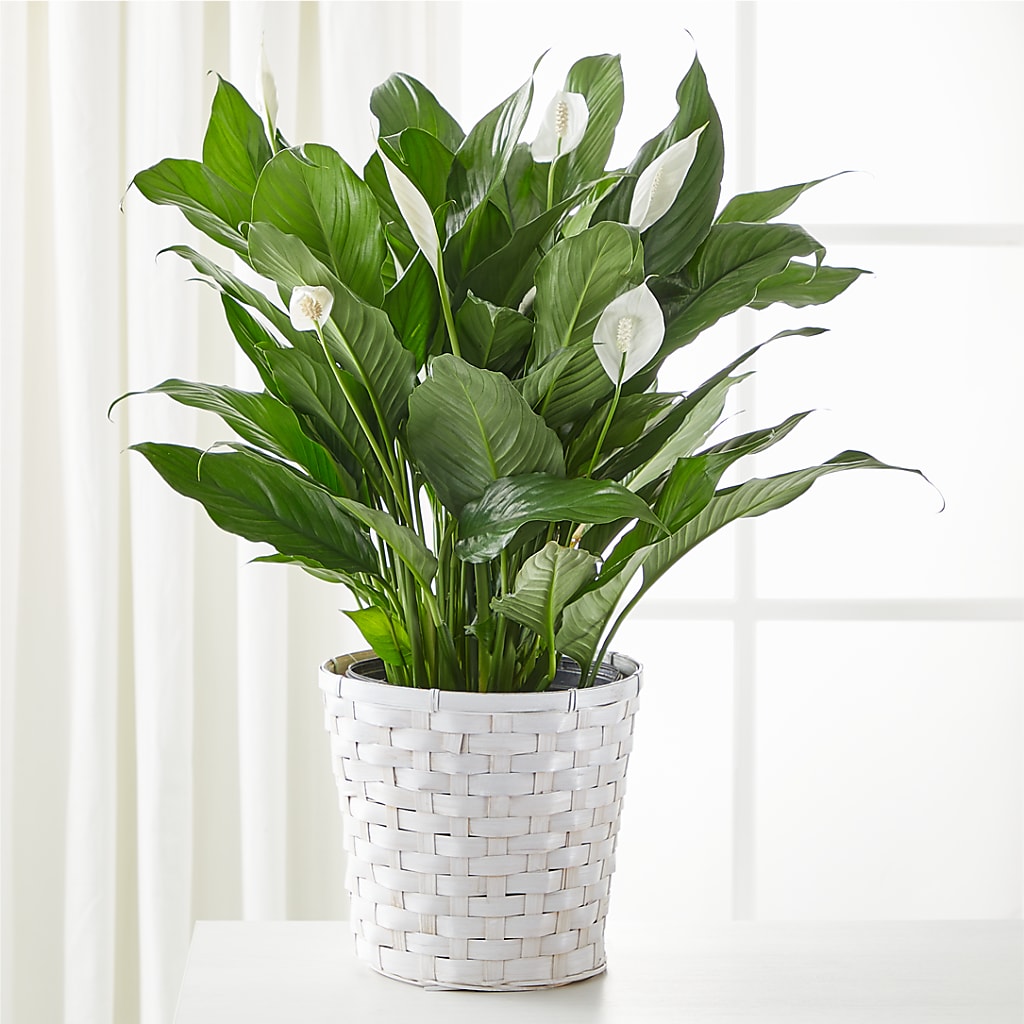 A New Leaf Peace Lily – Velvet Leaf And Stem, Las Vegas NV