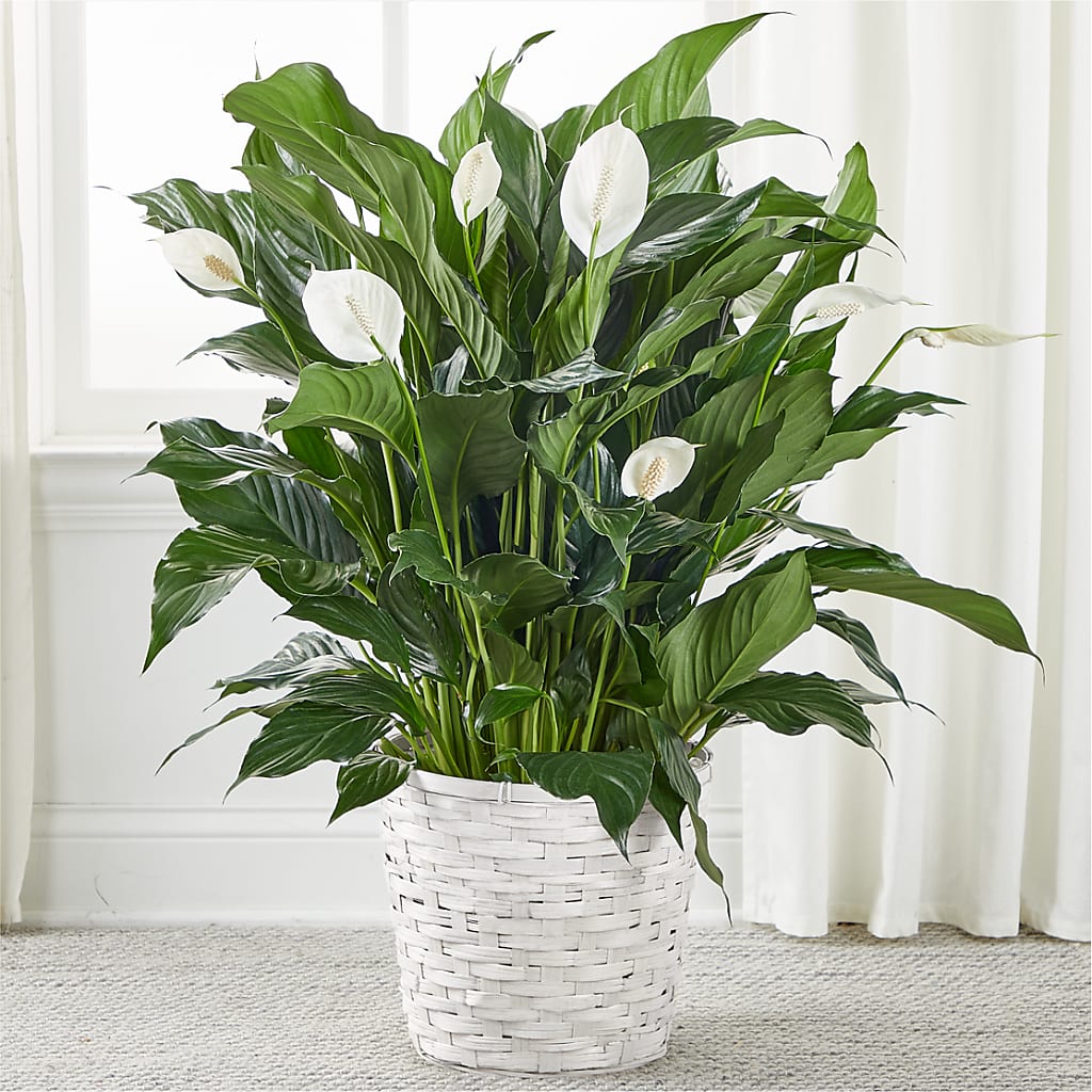 A New Leaf Peace Lily – Velvet Leaf And Stem, Las Vegas NV