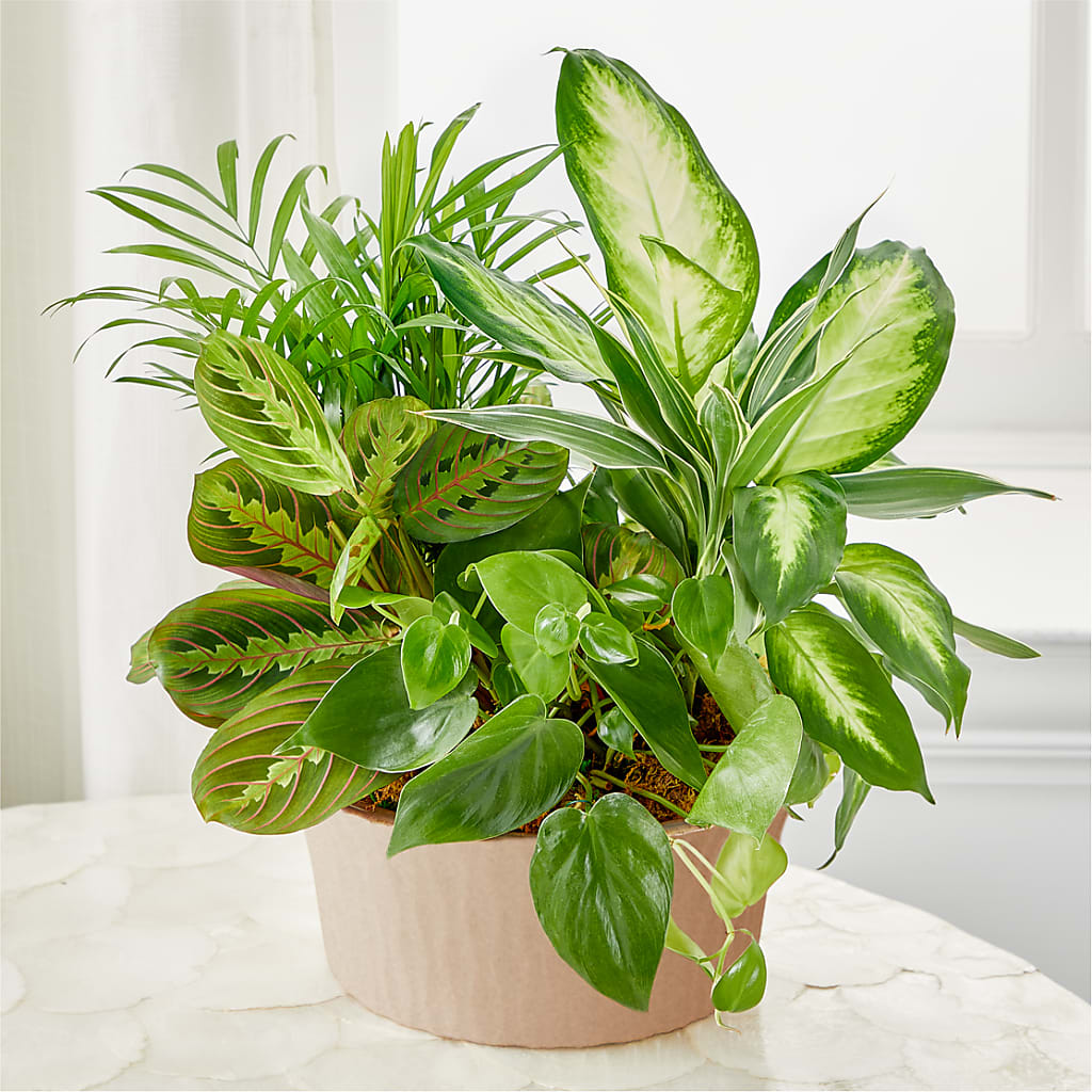 Balance & Harmony Dishgarden – Velvet Leaf And Stem, Las Vegas NV