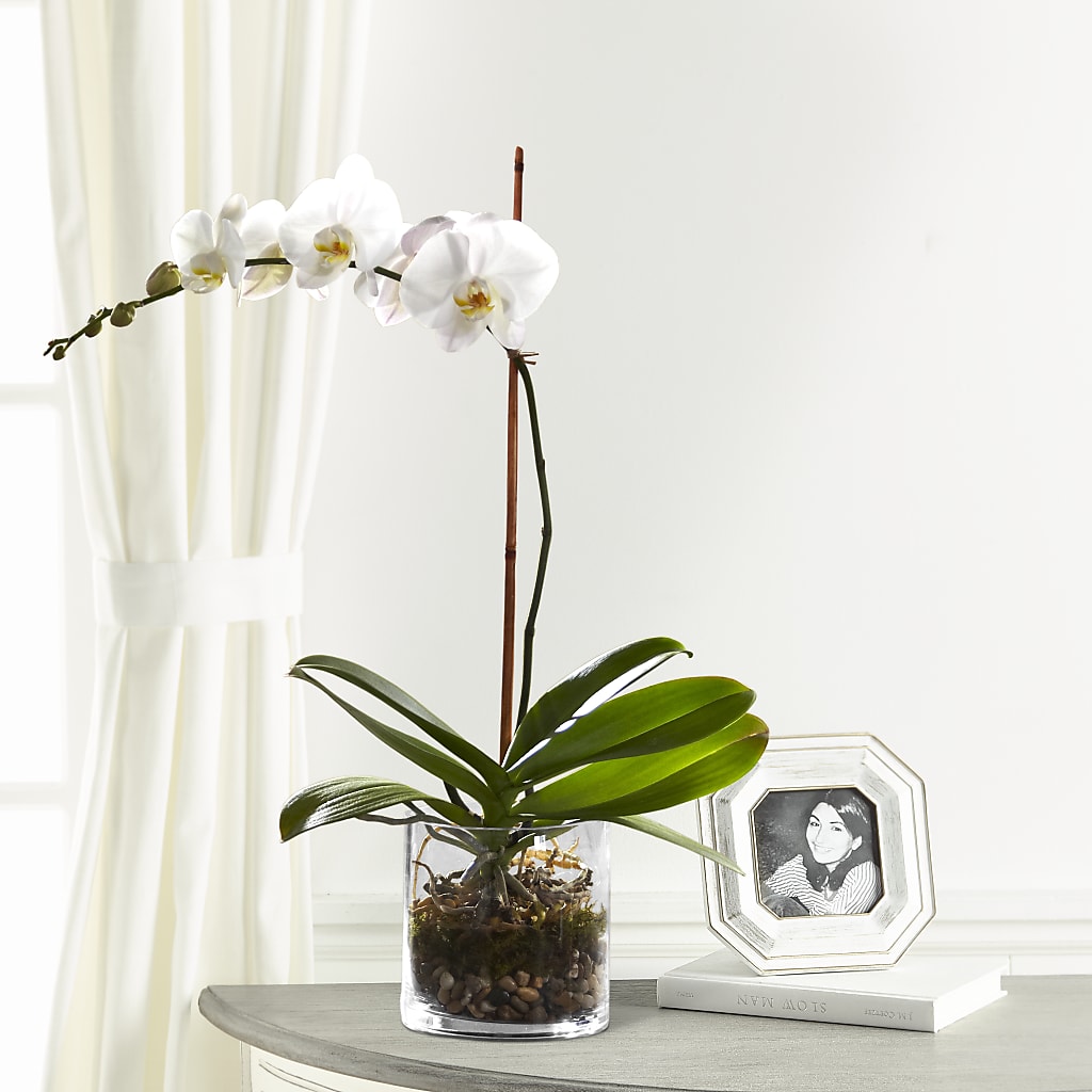 White Orchid Planter – Velvet Leaf And Stem, Las Vegas NV