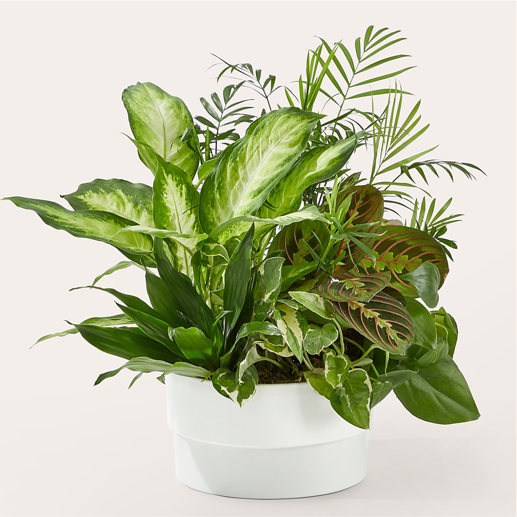 Radiating Positivity Dishgarden – Velvet Leaf And Stem, Las Vegas NV