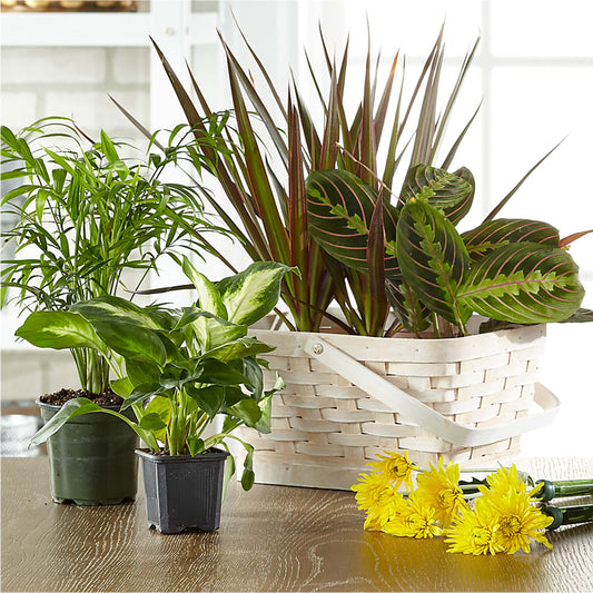 Florist Designed Blooming and Green Plants in a Basket –  Velvet Leaf And Stem, Las Vegas NV