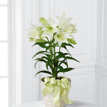 Easter Lily Plant –  Velvet Leaf And Stem, Las Vegas NV