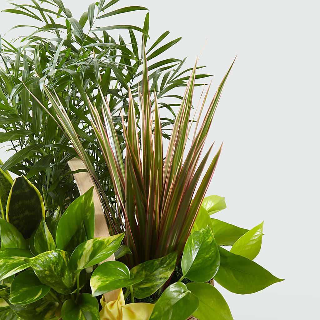French Garden –  Velvet Leaf And Stem, Las Vegas NV