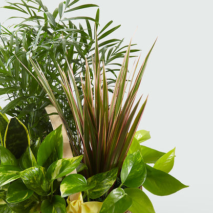 French Garden –  Velvet Leaf And Stem, Las Vegas NV