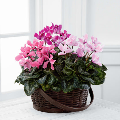 Mixed Cyclamen Planter –  Velvet Leaf And Stem, Las Vegas NV