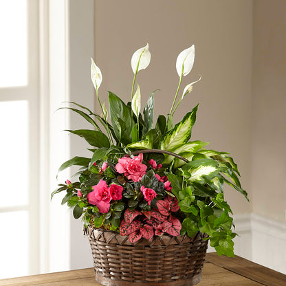 Dream in Pink Dishgarden –  Velvet Leaf And Stem, Las Vegas NV