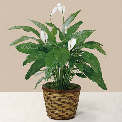 Tranquil Moments Peace Lily Plant –  Velvet Leaf And Stem, Las Vegas NV