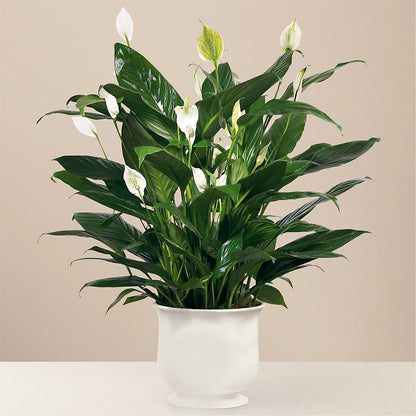 Comfort Planter –  Velvet Leaf And Stem, Las Vegas NV