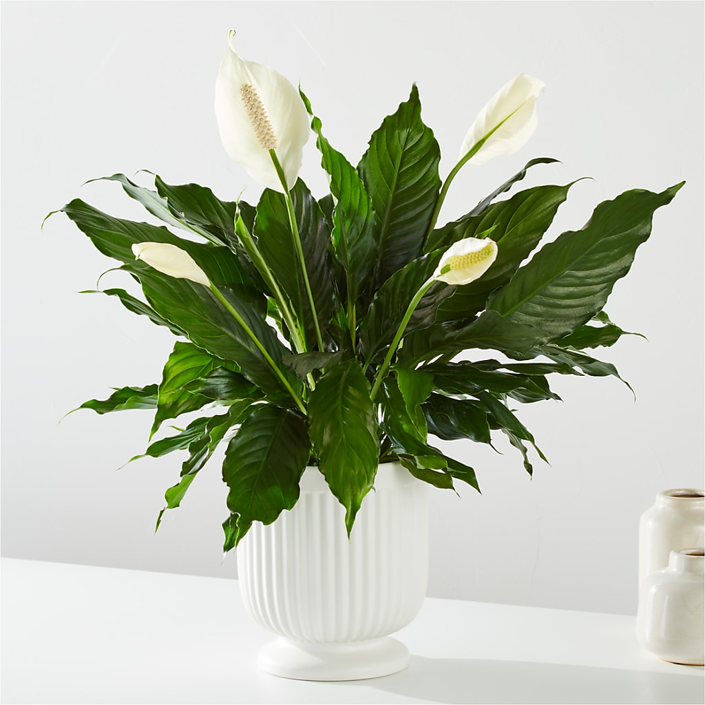 Comfort Planter –  Velvet Leaf And Stem, Las Vegas NV
