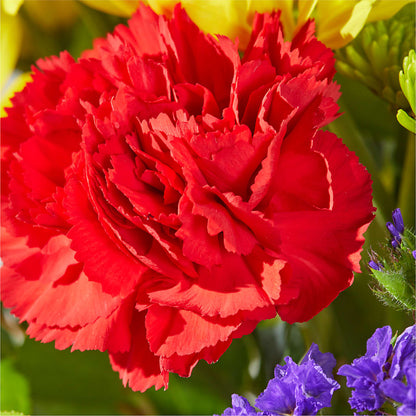 Brighter Days Bouquet –  Velvet Leaf And Stem, Las Vegas NV