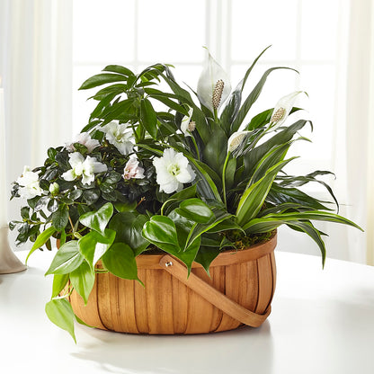 Serene Dishgarden –  Velvet Leaf And Stem, Las Vegas NV