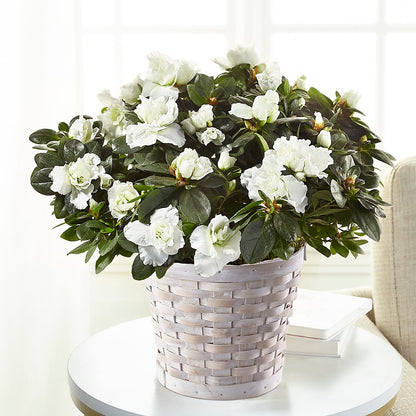 White Azalea Plant –  Velvet Leaf And Stem, Las Vegas NV