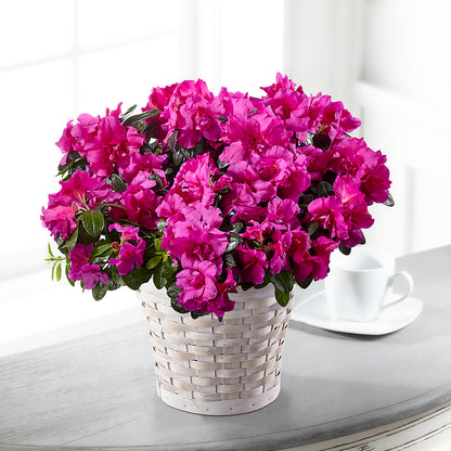 Hope & Serenity Azalea Plant –  Velvet Leaf And Stem, Las Vegas NV