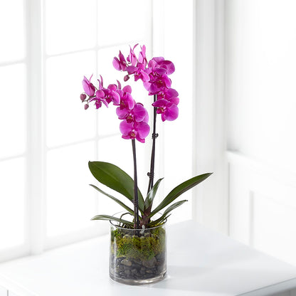 Pink Orchid Plant –  Velvet Leaf And Stem, Las Vegas NV