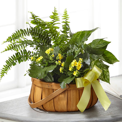 Always Dear Dishgarden –  Velvet Leaf And Stem, Las Vegas NV