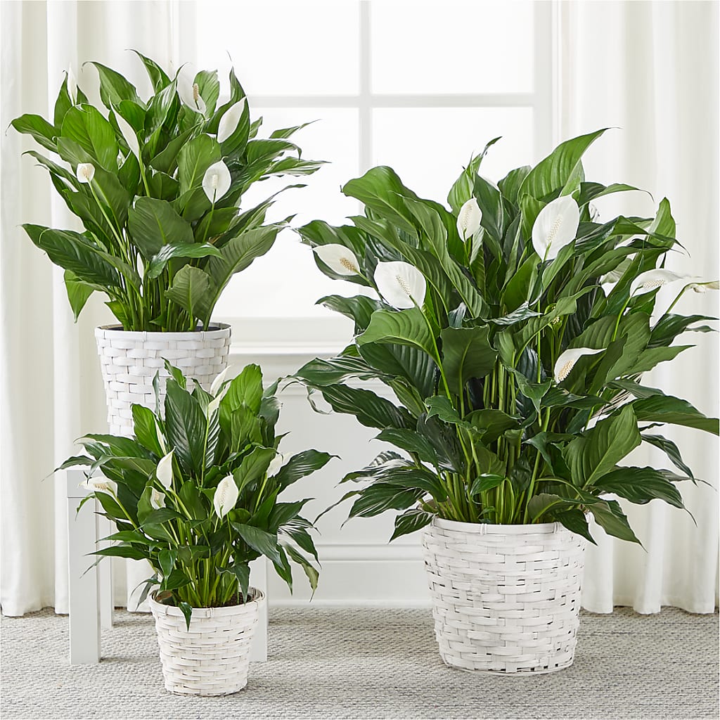 A New Leaf Peace Lily –  Velvet Leaf And Stem, Las Vegas NV