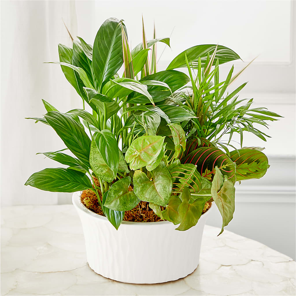 Balance & Harmony Dishgarden –  Velvet Leaf And Stem, Las Vegas NV
