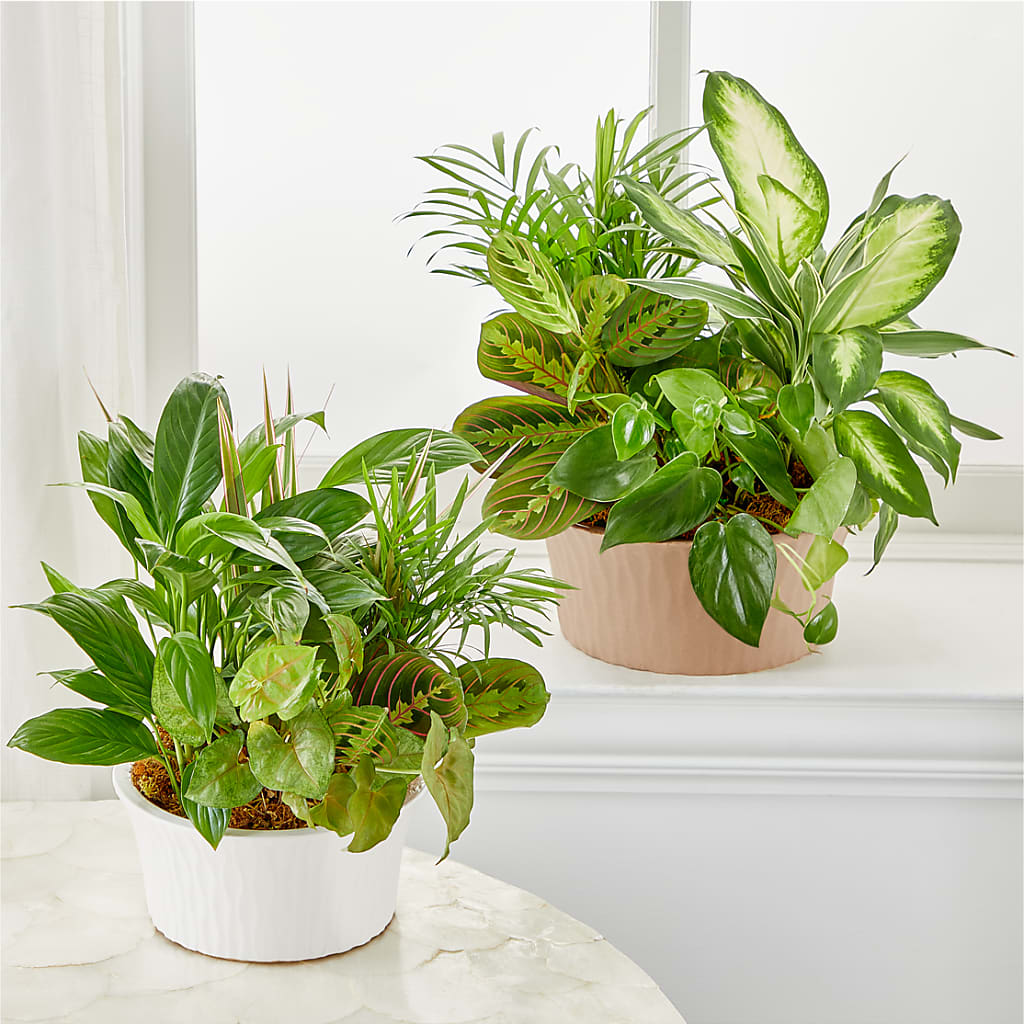 Balance & Harmony Dishgarden –  Velvet Leaf And Stem, Las Vegas NV
