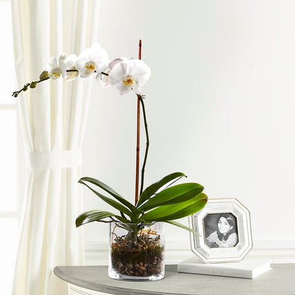 White Orchid Planter –  Velvet Leaf And Stem, Las Vegas NV