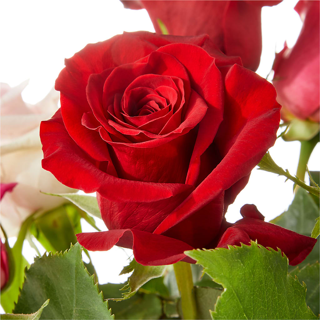 Love Notes Rose Bouquet –  Velvet Leaf And Stem, Las Vegas NV